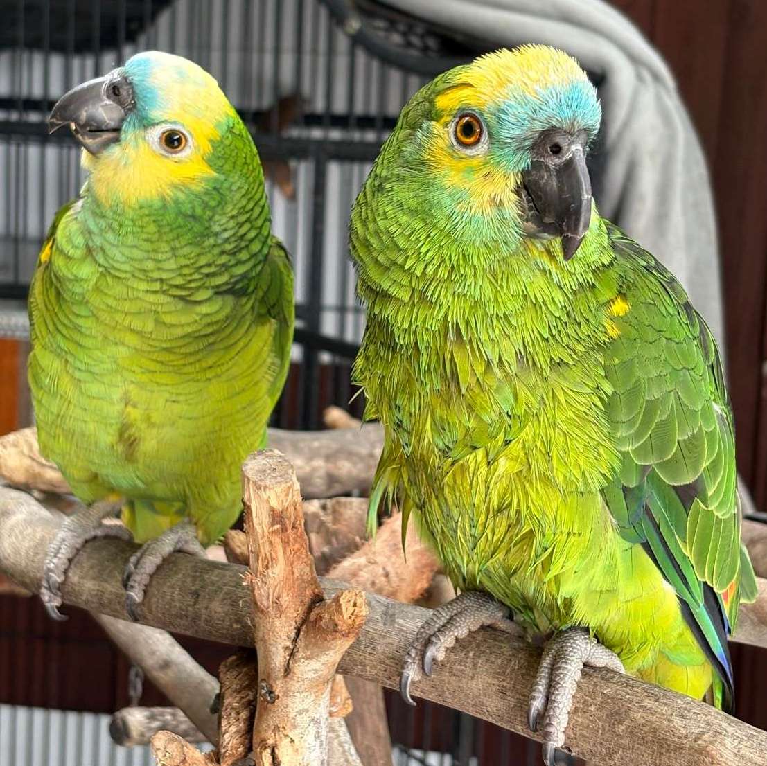 Zuchtpaar Amazonenpapageien — 4 Jahre, charakterstark und harmonisch 2 Zuchtpaar Amazonenpapageien — 4 Jahre, charakterstark und harmonisch - Image 2