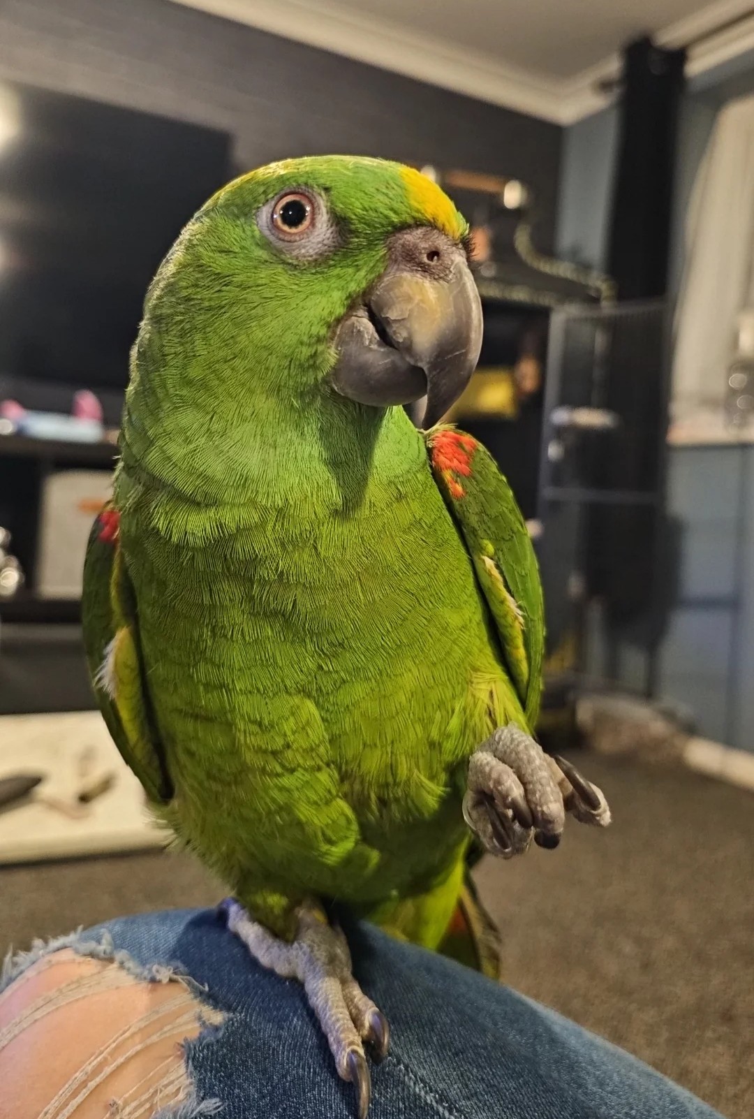 Gelbnackenamazone „Fred“ – 3 Jahre, handzahm, sprechend, voll befiedert 1 Gelbnackenamazone „Fred“ – 3 Jahre, handzahm, sprechend, voll befiedert