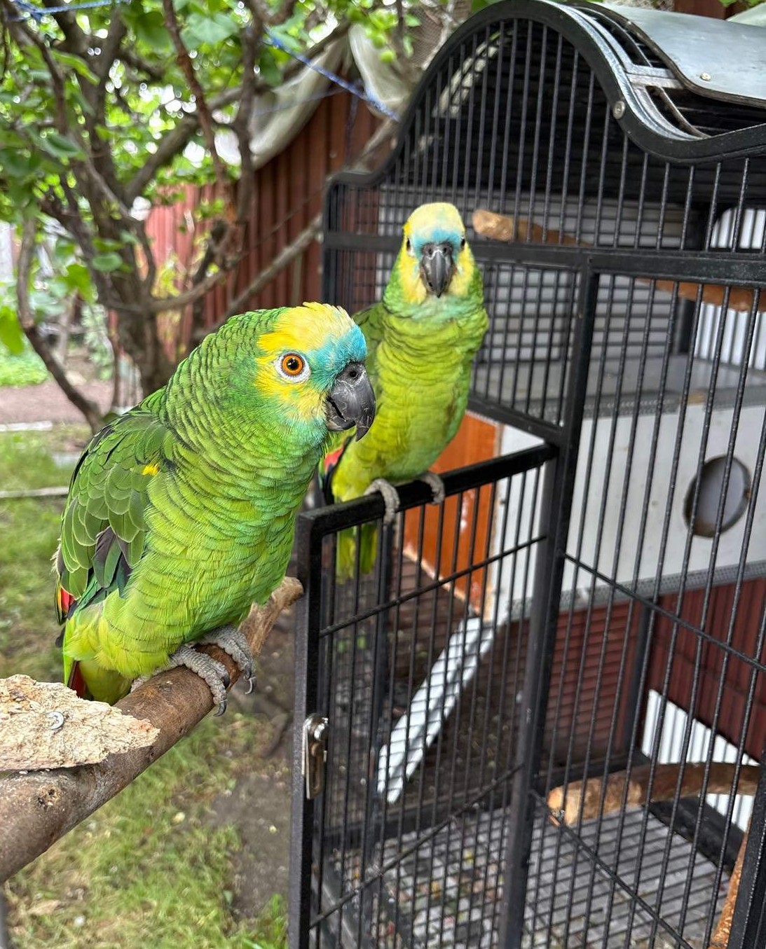 Zuchtpaar Amazonenpapageien — 4 Jahre, charakterstark und harmonisch 1 Zuchtpaar Amazonenpapageien — 4 Jahre, charakterstark und harmonisch