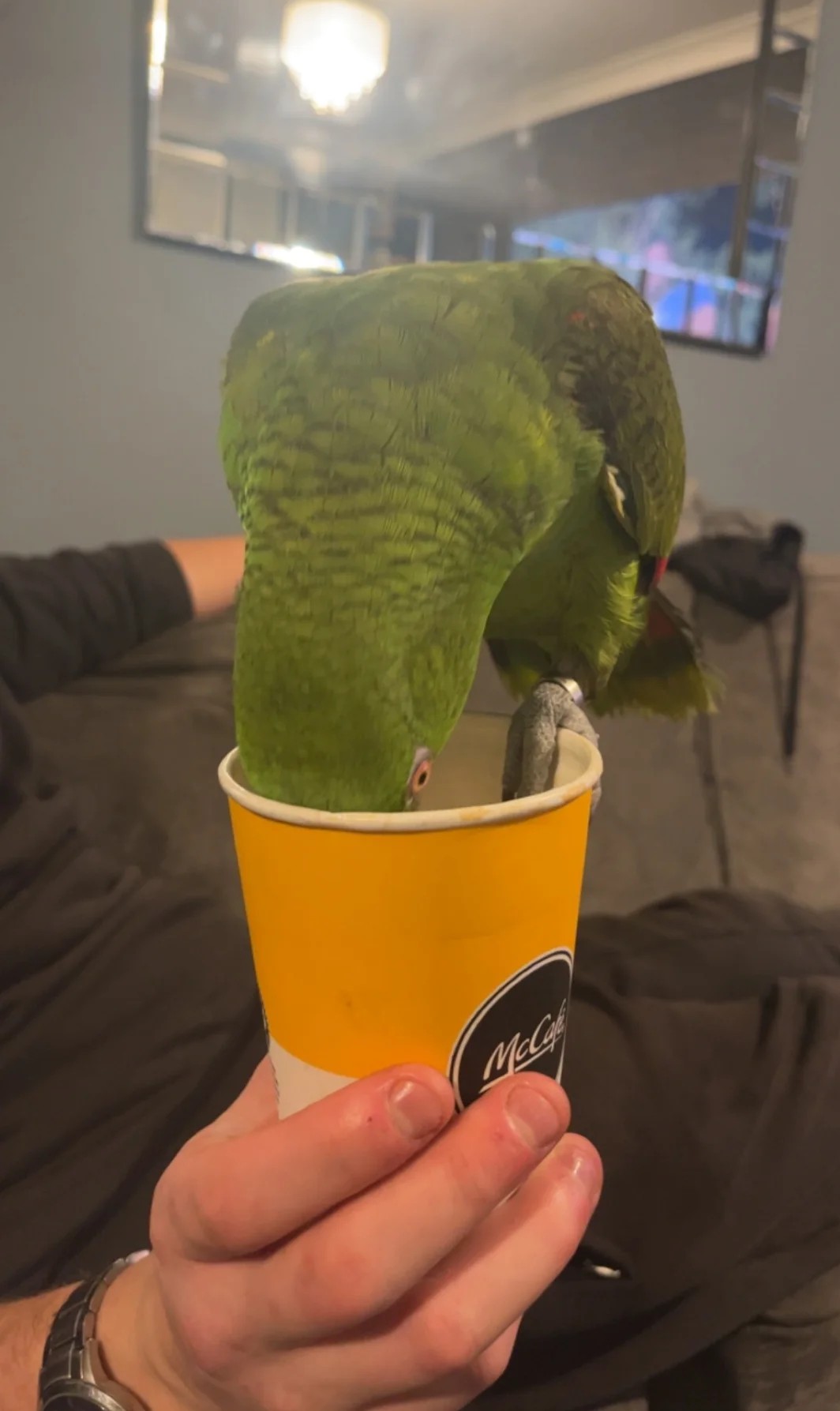 Gelbnackenamazone „Fred“ – 3 Jahre, handzahm, sprechend, voll befiedert 3 Handzahme Amazone sofort verfügbar