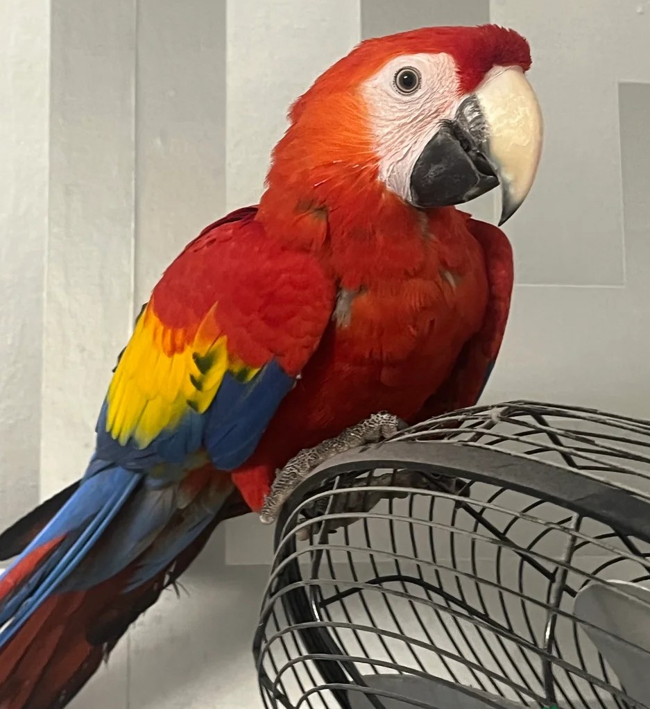 Scharlachara-Baby Henne — sprechfreudig, handzahm & voller Charakter 1 Baby Scharlachara Brüssel adoptieren