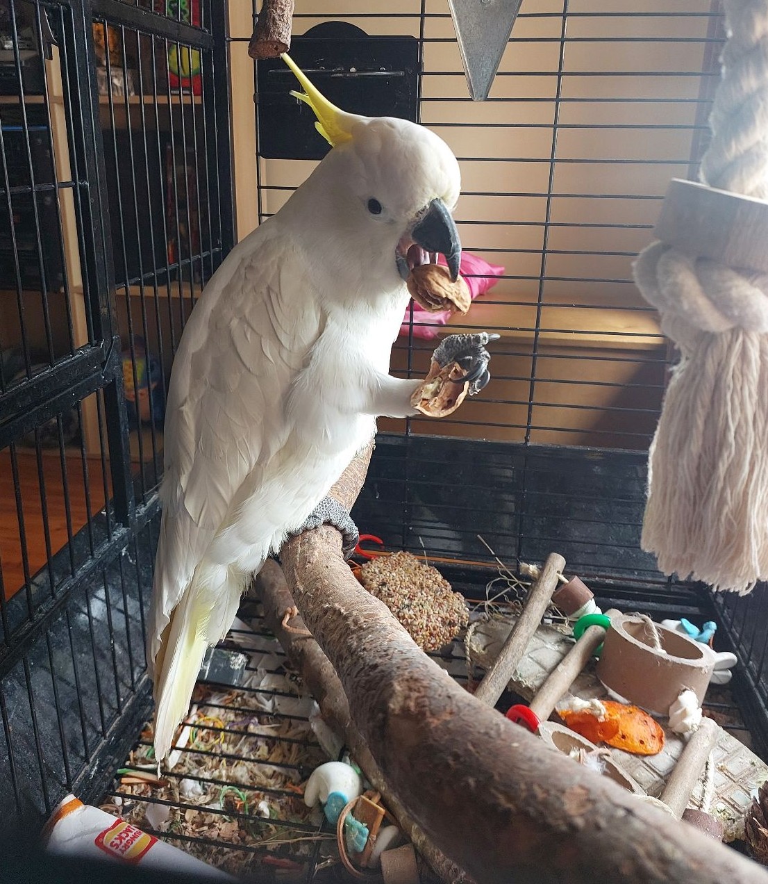 Schwefelkakadu „Chucky“ – 1 Jahr, handaufgezogen, zahm, voll befiedert 1 Handzahmer Kakadu Zürich verfügbar