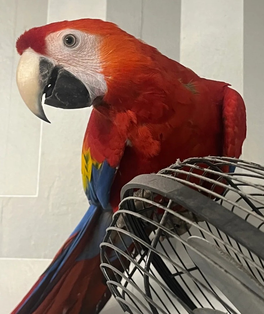 Scharlachara-Baby Henne — sprechfreudig, handzahm & voller Charakter 2 Ara Jungvogel Luxemburg Stadt