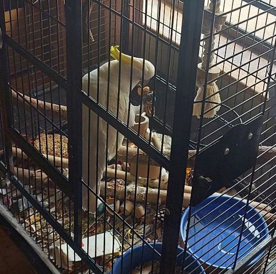 Schwefelkakadu „Chucky“ – 1 Jahr, handaufgezogen, zahm, voll befiedert 2 Handzahmer Kakadu Zürich verfügbar