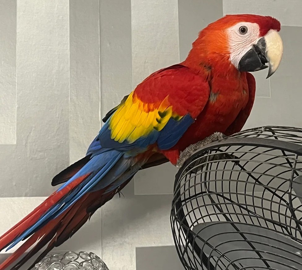 Scharlachara-Baby Henne — sprechfreudig, handzahm & voller Charakter 3 Scharlachara-Baby Henne — sprechfreudig, handzahm & voller Charakter - Image 3