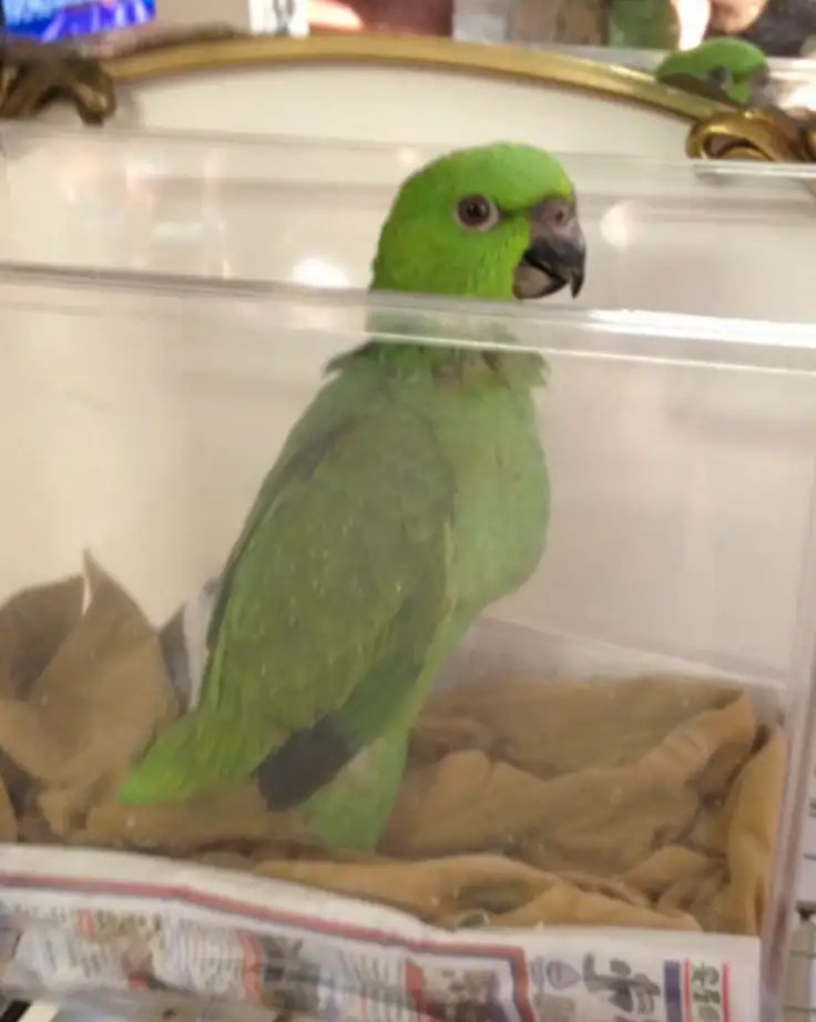 Gelbnackenamazone — bald bereit zur Adoption Milo 1 Gelbnackenamazone — bald bereit zur Adoption Milo