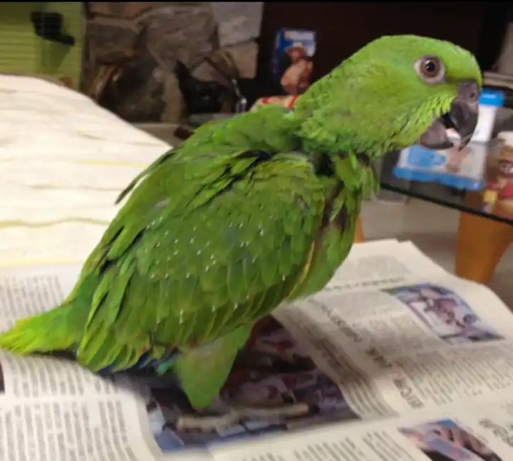 Gelbnackenamazone — bald bereit zur Adoption Milo 2 Gelbnackenamazone — bald bereit zur Adoption Milo - Image 2