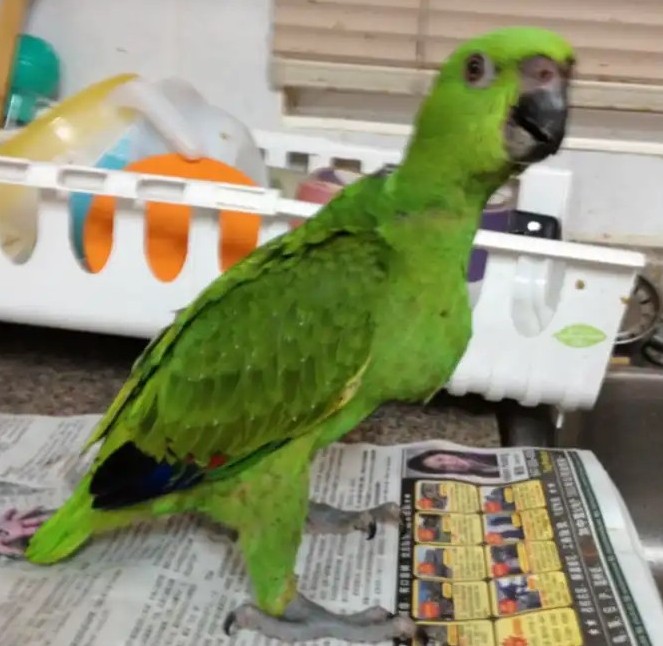 Gelbnackenamazone — bald bereit zur Adoption Milo 3 Gelbnackenamazone — bald bereit zur Adoption Milo - Image 3