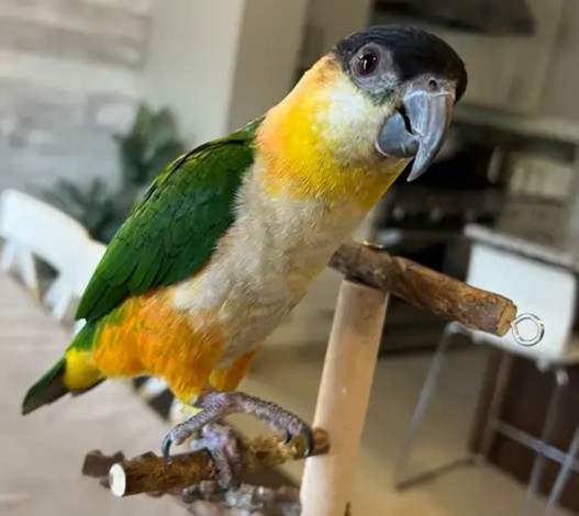 Schwarzkopf-Caique „Cactus“ — bereit für ein liebevolles Zuhause 2 Schwarzkopf-Caique „Cactus“ — bereit für ein liebevolles Zuhause - Image 2