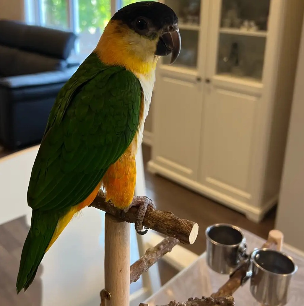 Schwarzkopf-Caique „Cactus“ — bereit für ein liebevolles Zuhause 3 Schwarzkopf-Caique „Cactus“ — bereit für ein liebevolles Zuhause - Image 3