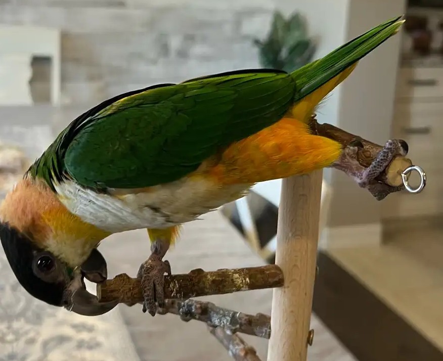 Schwarzkopf-Caique „Cactus“ — bereit für ein liebevolles Zuhause 1 Schwarzkopf-Caique „Cactus“ — bereit für ein liebevolles Zuhause