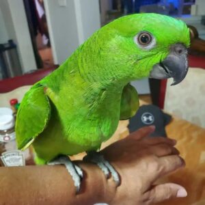 Heim 15 vrouwelijke amazone papegaai kopen