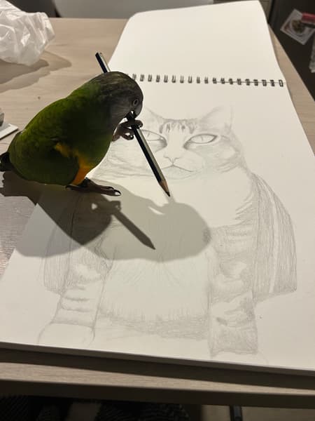 Senegalpapagei – Henne Maggi | Zahm | Gesund & Intelligent 7 Senegalpapagei – Henne Maggi | Zahm | Gesund & Intelligent - Image 7