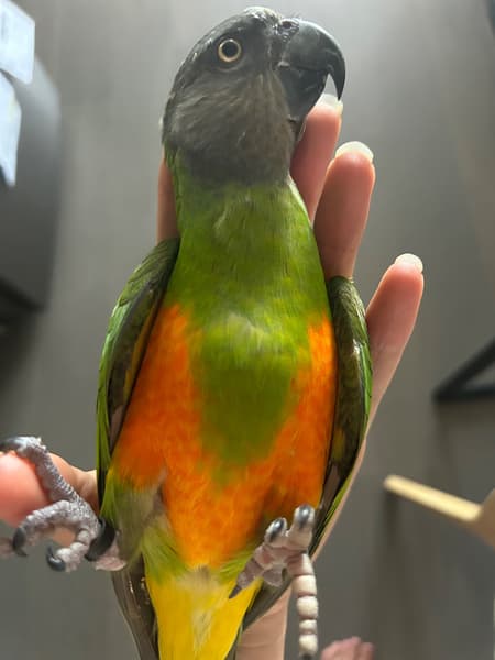 Senegalpapagei – Henne Maggi | Zahm | Gesund & Intelligent 2 Senegalpapagei – Henne Maggi | Zahm | Gesund & Intelligent - Image 2