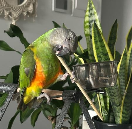 Senegalpapagei – Henne Maggi | Zahm | Gesund & Intelligent 3 Senegalpapagei – Henne Maggi | Zahm | Gesund & Intelligent - Image 3
