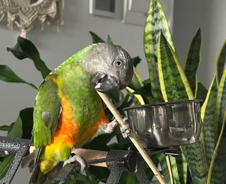 Senegalpapagei – Henne Maggi | Zahm | Gesund & Intelligent 4 Senegalpapagei – Henne Maggi | Zahm | Gesund & Intelligent - Image 4