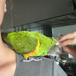 senegalpapagei kaufen deutschland zahmer