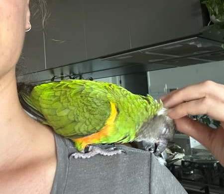 Senegalpapagei – Henne Maggi | Zahm | Gesund & Intelligent 1 senegalpapagei kaufen deutschland zahmer