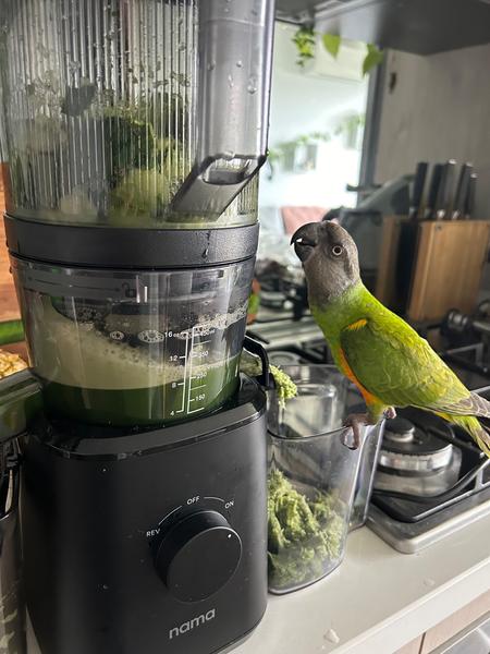 Senegalpapagei – Henne Maggi | Zahm | Gesund & Intelligent 5 Senegalpapagei – Henne Maggi | Zahm | Gesund & Intelligent - Image 5