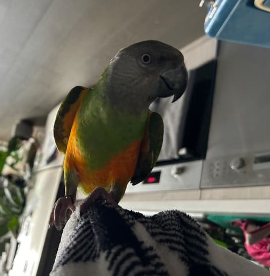 Senegalpapagei – Henne Maggi | Zahm | Gesund & Intelligent 6 Senegalpapagei – Henne Maggi | Zahm | Gesund & Intelligent - Image 6