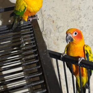 sonnensittich paar kaufen berlin