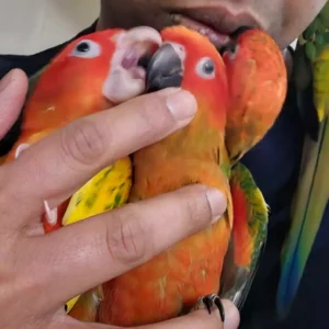 zonparkiet kweker nederland