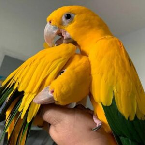 Königin-von-Bayern-Sittich Paar zu Königin-von-Bayern-Sittich Paar zu