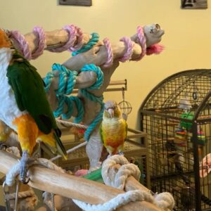 Heim 14 caique parrot for sale germany