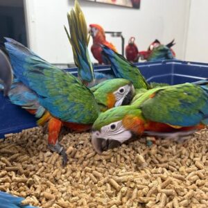 Handaufgezogene Aras verfügbar