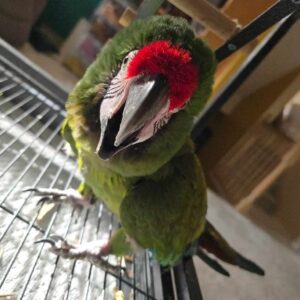 exotic military macaw for sale europe