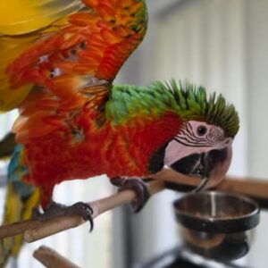 harlekin ara kaufen, ara papagei zu