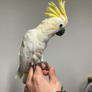 Heim 13 zahmer kakadu kaufen,